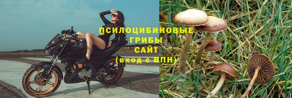 прущие грибы Заводоуковск